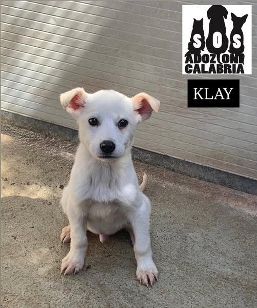Clay, Cucciolo Maschio Di 4 Mesi, Futura Taglia Media